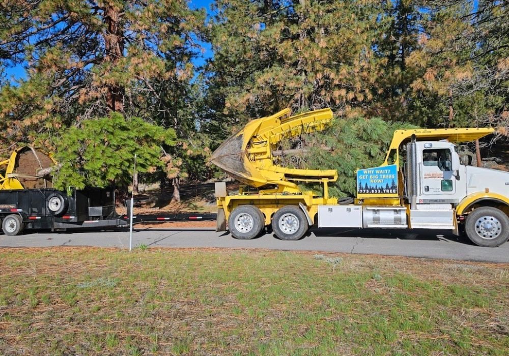 Gail Willey spade truck with trailer and 2 evergreen trees ready for planting.