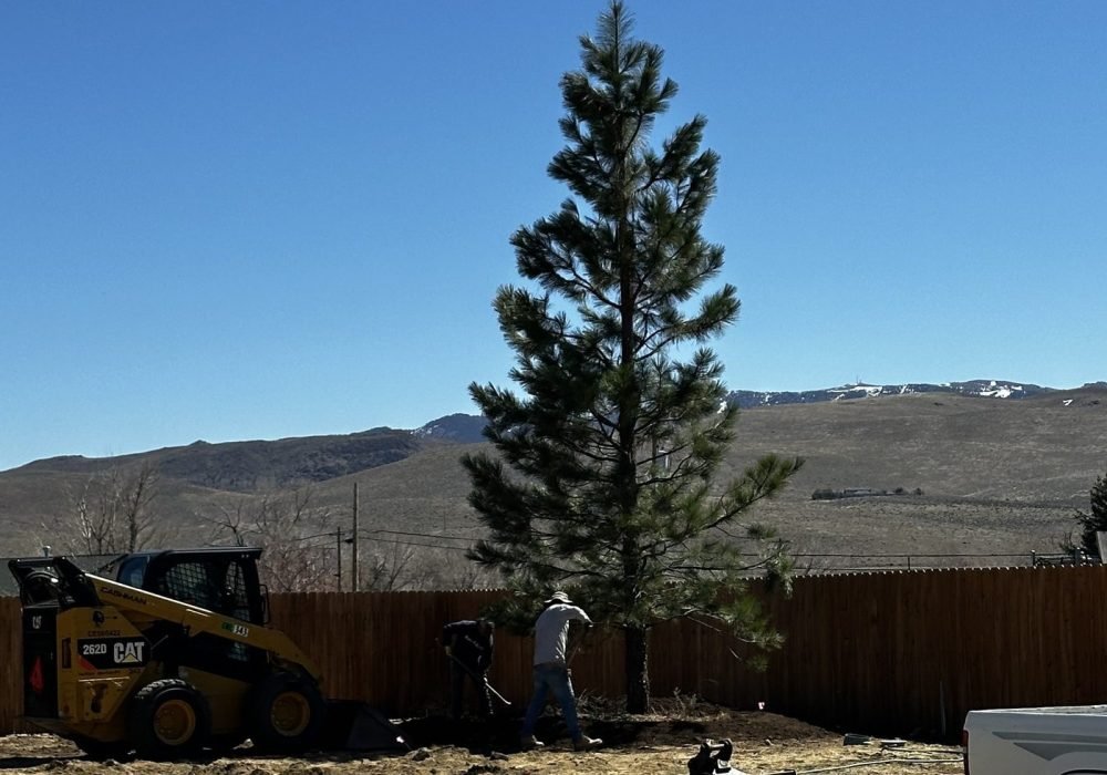 Large Evergreen trees planted with our tree spade at Gail Willey Landscaping