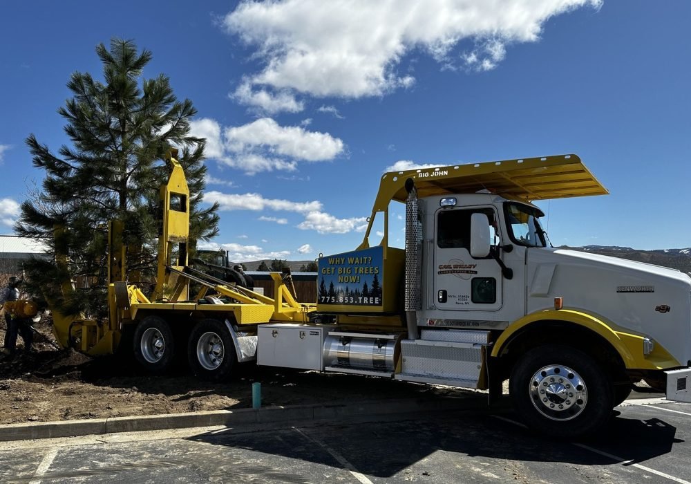Large Trees Reno Nevada Landscaping