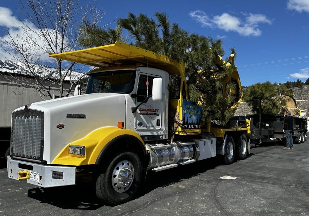 Large Trees Reno Nevada Landscaping