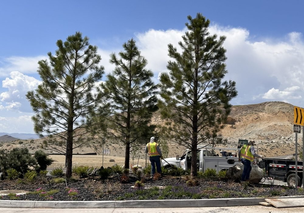 Large tree planting by Gail Willey Landscaping