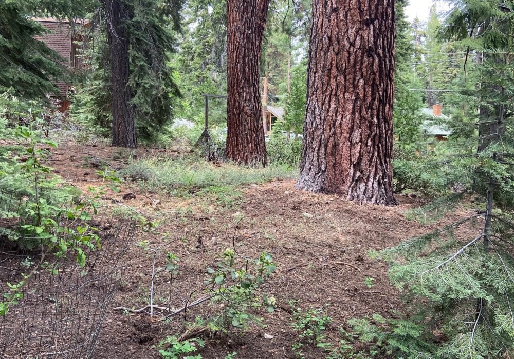 defensible fire space clearing services landscaping reno nevada tahoe california landscaping maintenance